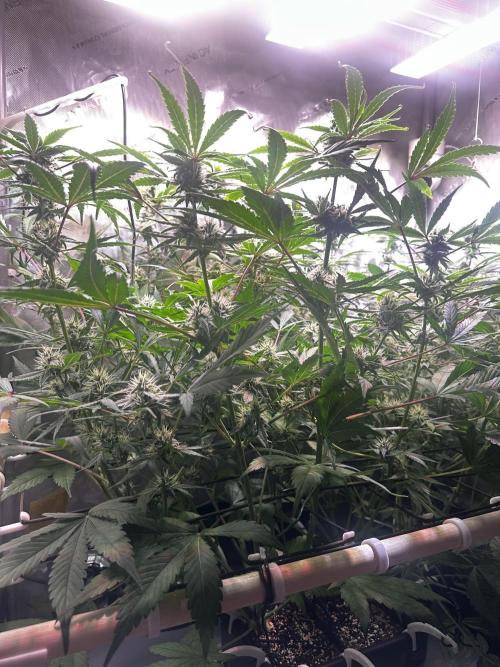 2 Pants 1 Pot - Mephisto. Week 8 - 24.06.25 Tag 50