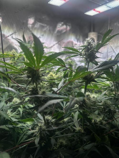 2 Pants 1 Pot - Mephisto. Week 8 - 24.06.25 Tag 50