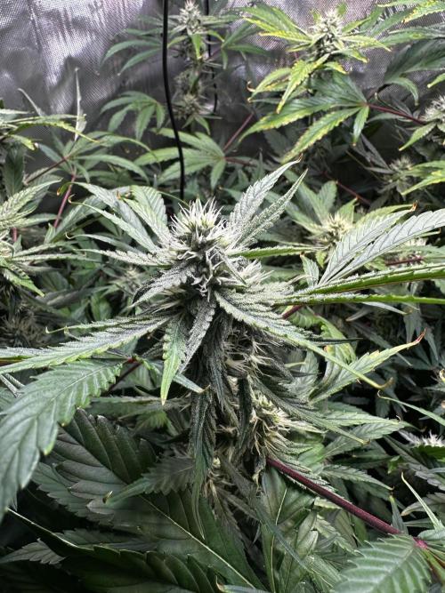 2 Pants 1 Pot - Mephisto. Week 8 - 24.06.25 Tag 50 TDOz