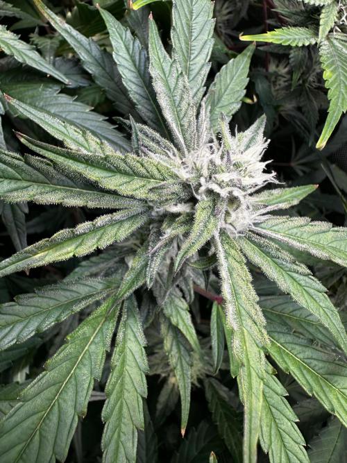 2 Pants 1 Pot - Mephisto. Week 8 - 24.06.25 Tag 50 TDOz