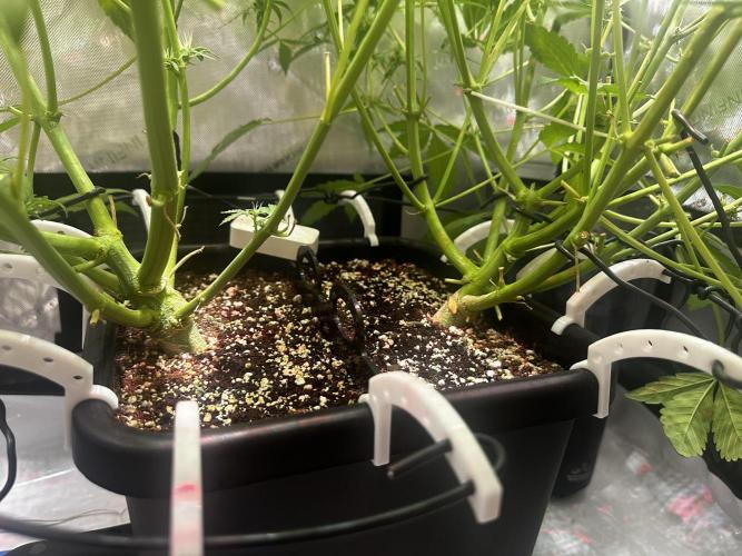 2 Pants 1 Pot - Mephisto. Week 8 - 24.06.25 Tag 50