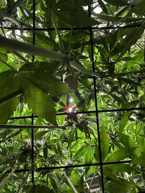 2 Pants 1 Pot - Mephisto. Week 8 - 24.06.25 Tag 50