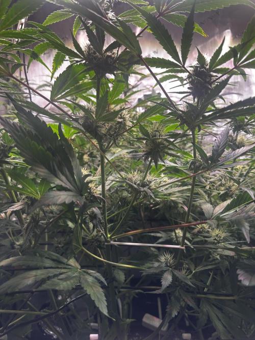 2 Pants 1 Pot - Mephisto. Week 8 - 24.06.25 Tag 50