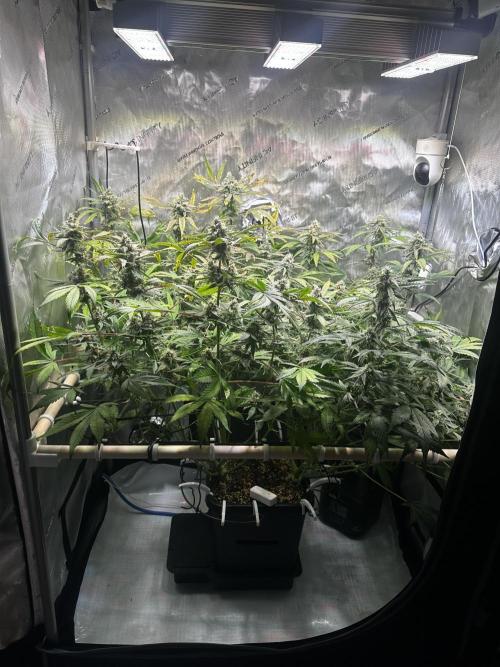 2 Pants 1 Pot - Mephisto. Week 9 - 03.07.26 | Tag 59