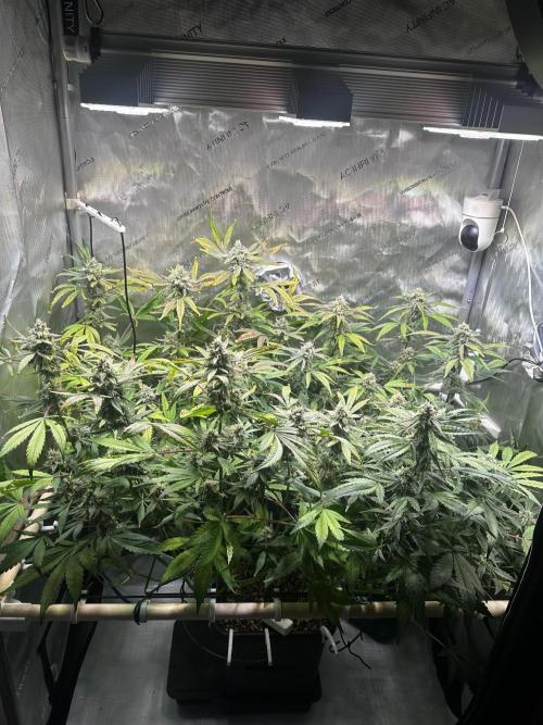 2 Pants 1 Pot - Mephisto. Week 9 - 03.07.26 | Tag 59
