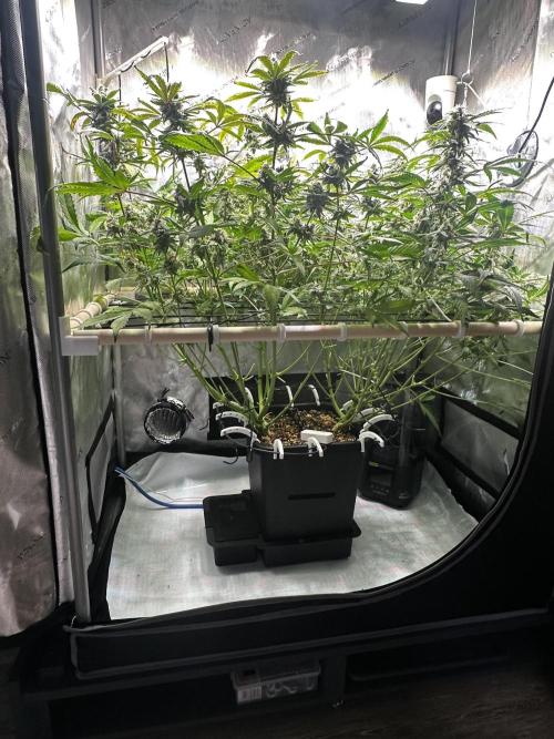 2 Pants 1 Pot - Mephisto. Week 9 - 03.07.26 | Tag 59