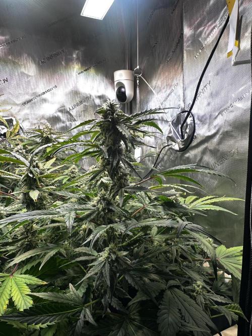 2 Pants 1 Pot - Mephisto. Week 9 - 03.07.26 | Tag 59 | TDOz