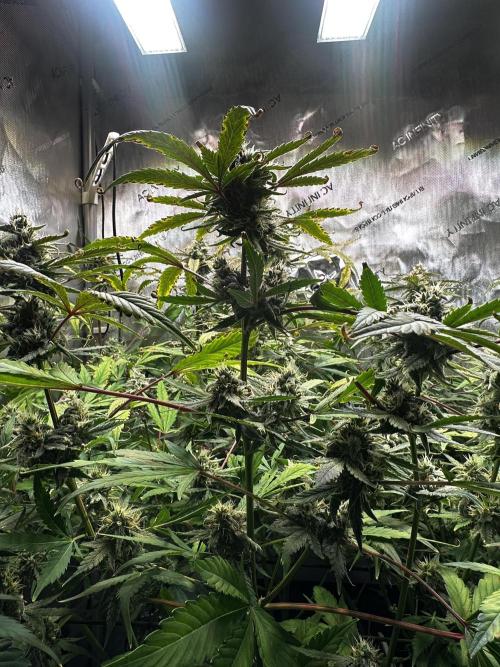 2 Pants 1 Pot - Mephisto. Week 9 - 03.07.26 | Tag 59 | MS