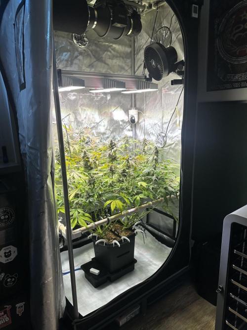 2 Pants 1 Pot - Mephisto. Week 10 - 10.07.26 Tag 68