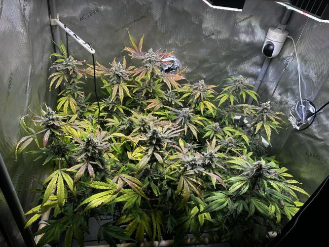 2 Pants 1 Pot - Mephisto. Week 10 - 10.07.26 Tag 68