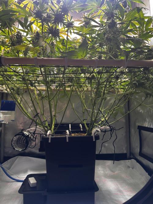 2 Pants 1 Pot - Mephisto. Week 10 - 10.07.26 Tag 68