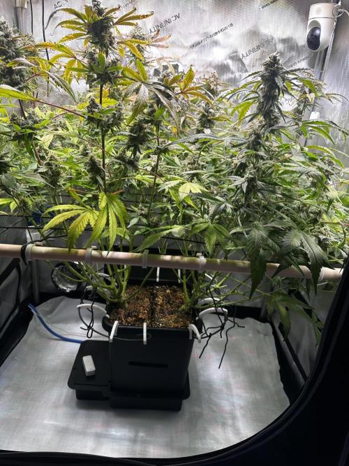 2 Pants 1 Pot - Mephisto. Week 10 - 10.07.26 Tag 68