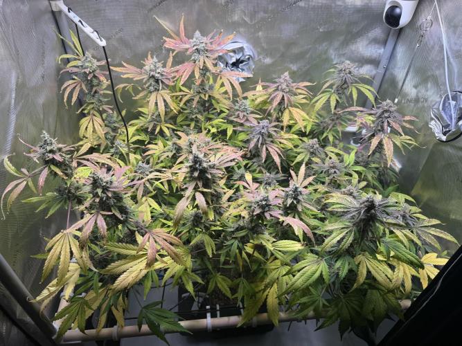 2 Pants 1 Pot - Mephisto. Week 11 - 16.07.26 | Tag 72