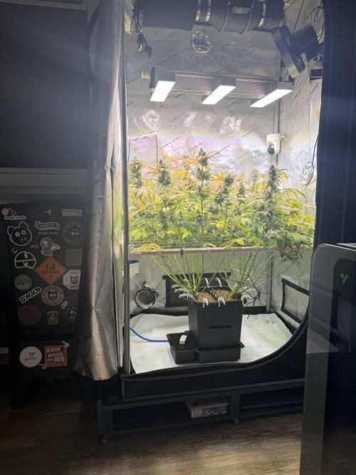 2 Pants 1 Pot - Mephisto. Week 11 - 16.07.26 | Tag 72