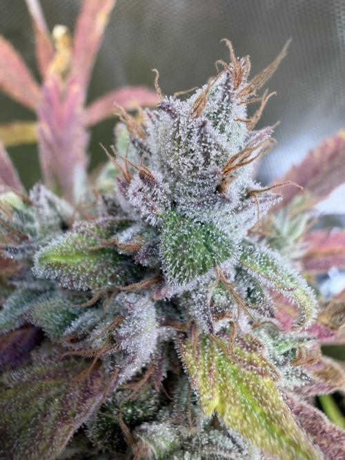 2 Pants 1 Pot - Mephisto. Week 11 - 16.07.26 | Tag 72