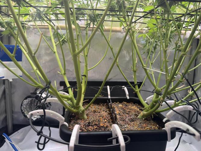 2 Pants 1 Pot - Mephisto. Week 11 - 16.07.26 | Tag 72
