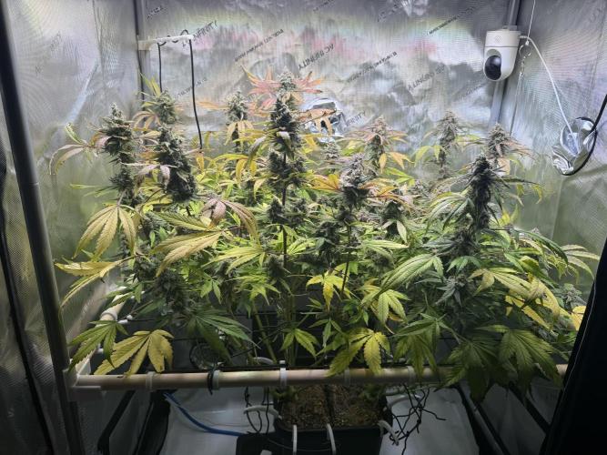 2 Pants 1 Pot - Mephisto. Week 11 - 16.07.26 | Tag 72