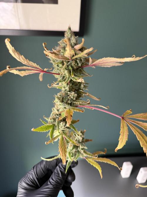 2 Pants 1 Pot - Mephisto. Week 12 - 21.07.26 Testcut