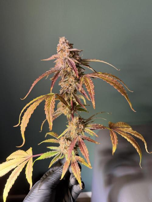 2 Pants 1 Pot - Mephisto. Week 13 - 21.07.26 Tag 77