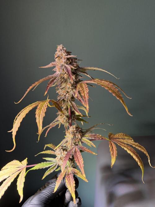 2 Pants 1 Pot - Mephisto. Week 13 - 21.07.26 Tag 77