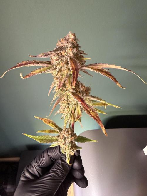 2 Pants 1 Pot - Mephisto. Week 13 - 21.07.26 Tag 77
