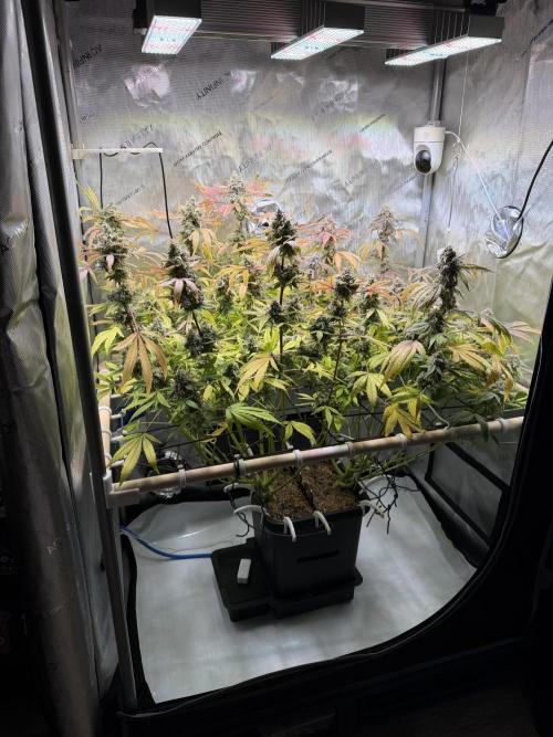 2 Pants 1 Pot - Mephisto. Week 13 - 21.07.26 Tag 77