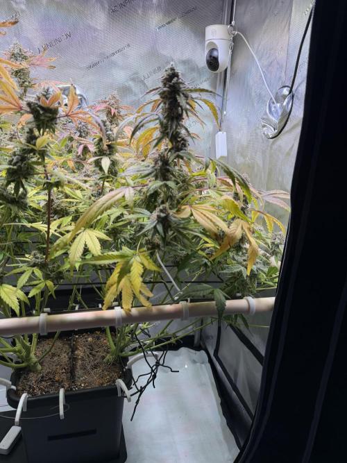 2 Pants 1 Pot - Mephisto. Week 13 - 21.07.26 Tag 77