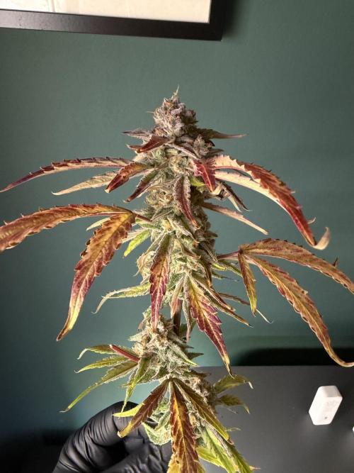 2 Pants 1 Pot - Mephisto. Week 13 - 21.07.26 Tag 77