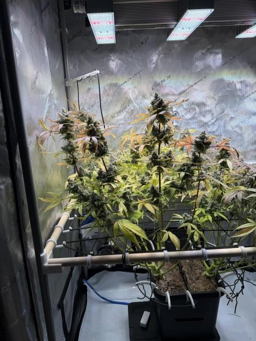 2 Pants 1 Pot - Mephisto. Week 13