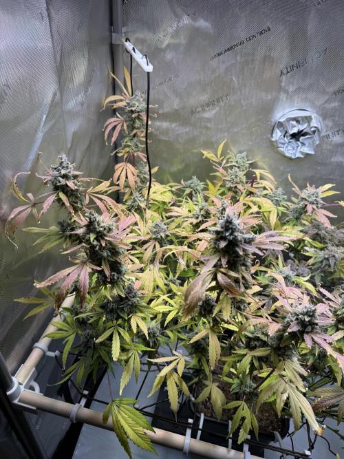 2 Pants 1 Pot - Mephisto. Week 13 - MS