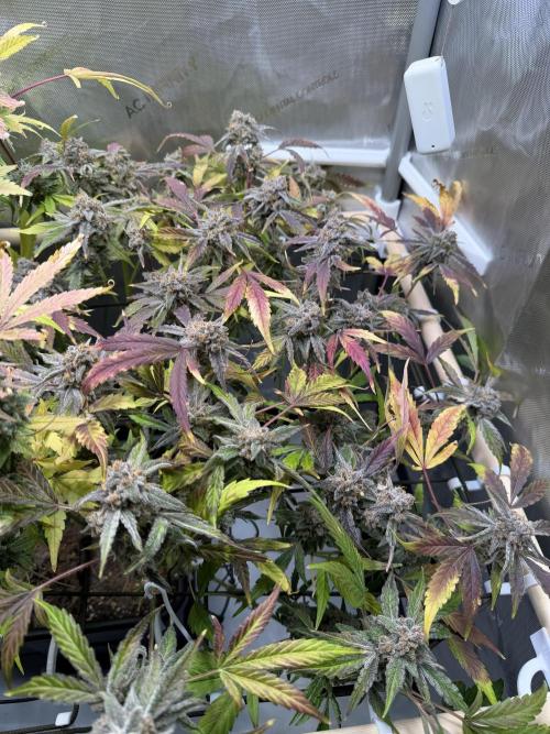 2 Pants 1 Pot - Mephisto. Week 13 - TDOz