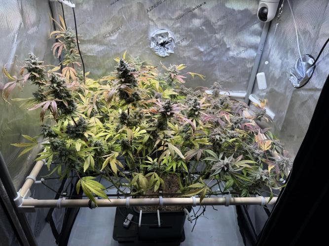 2 Pants 1 Pot - Mephisto. Week 13