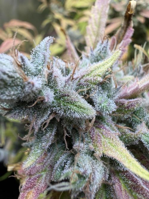 2 Pants 1 Pot - Mephisto. Week 13
