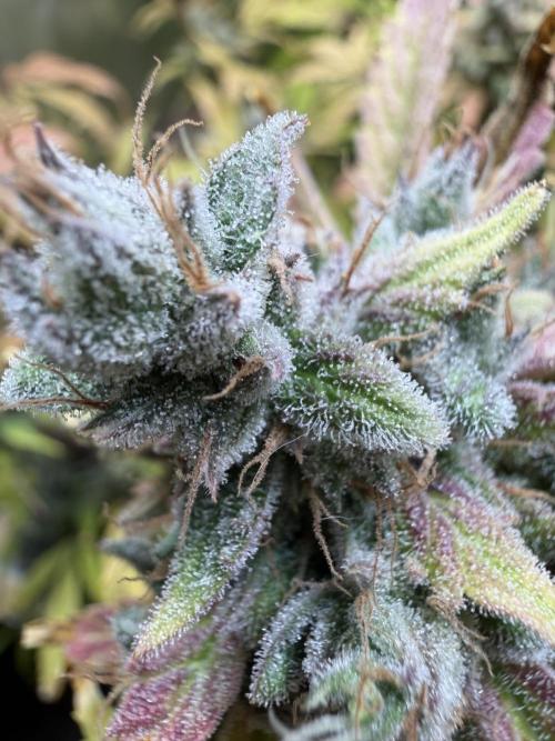 2 Pants 1 Pot - Mephisto. Week 13