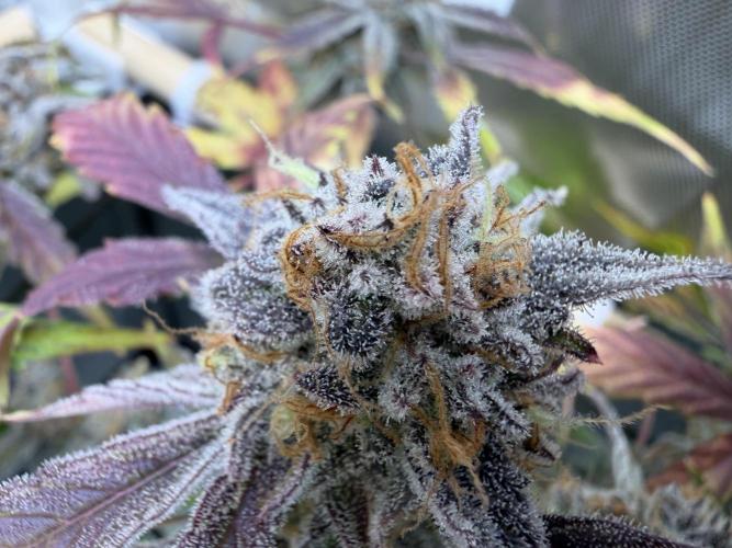 2 Pants 1 Pot - Mephisto. Week 13