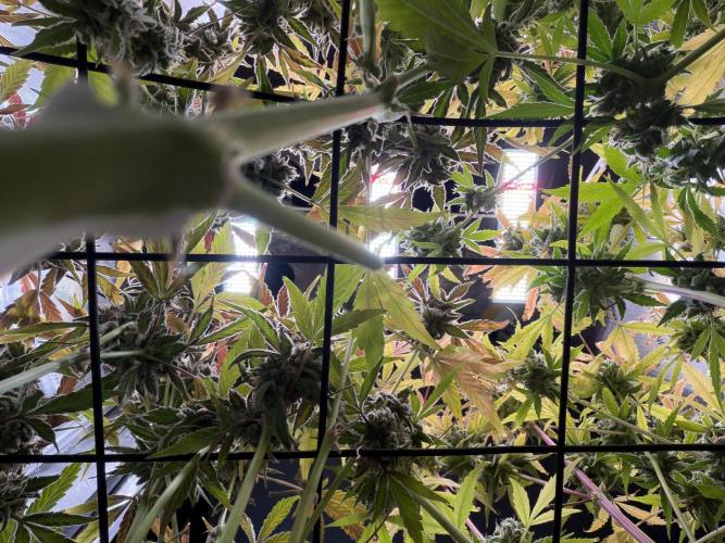 2 Pants 1 Pot - Mephisto. Week 13