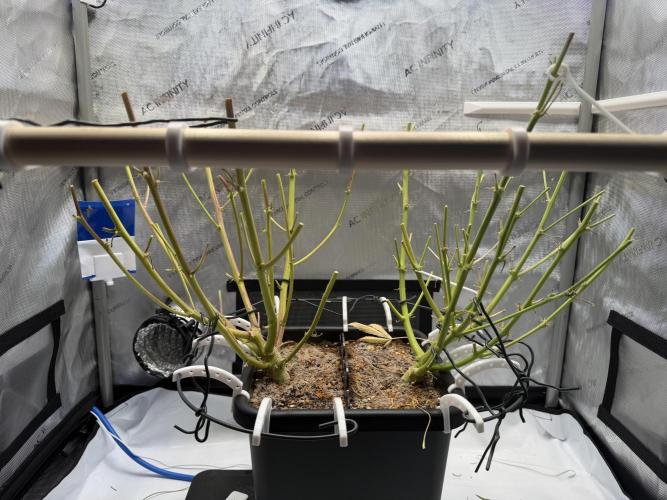 2 Pants 1 Pot - Mephisto. Week 14