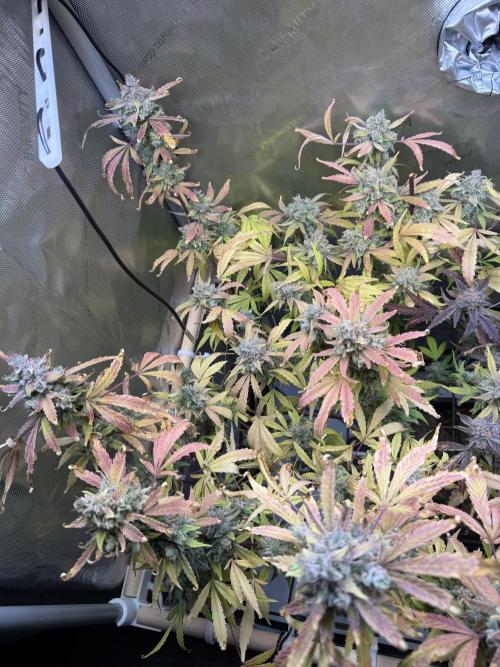 2 Pants 1 Pot - Mephisto. Week 14 - MS