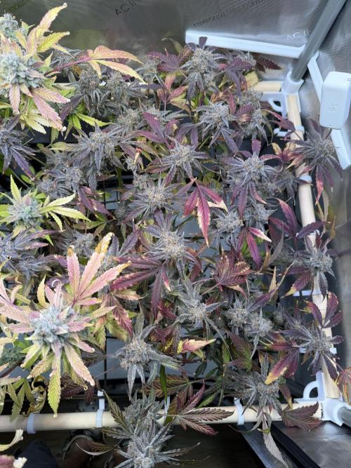 2 Pants 1 Pot - Mephisto. Week 14 - TDOz