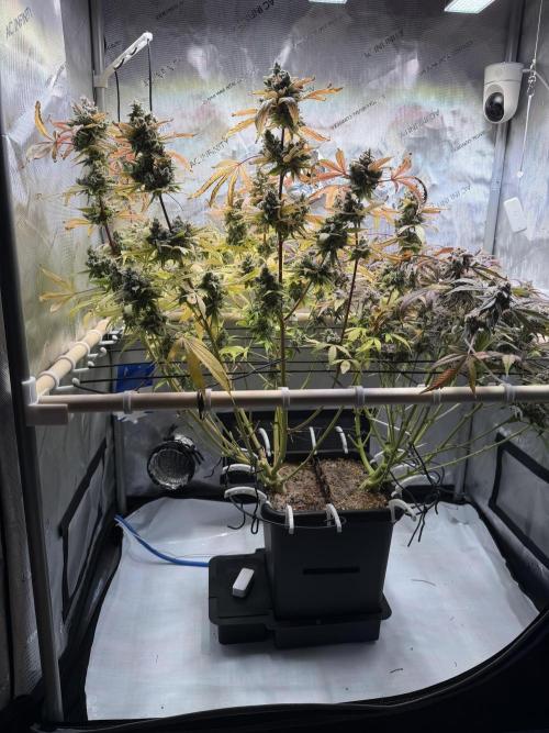 2 Pants 1 Pot - Mephisto. Week 14