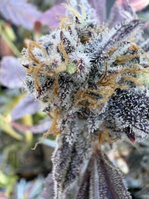 2 Pants 1 Pot - Mephisto. Week 14