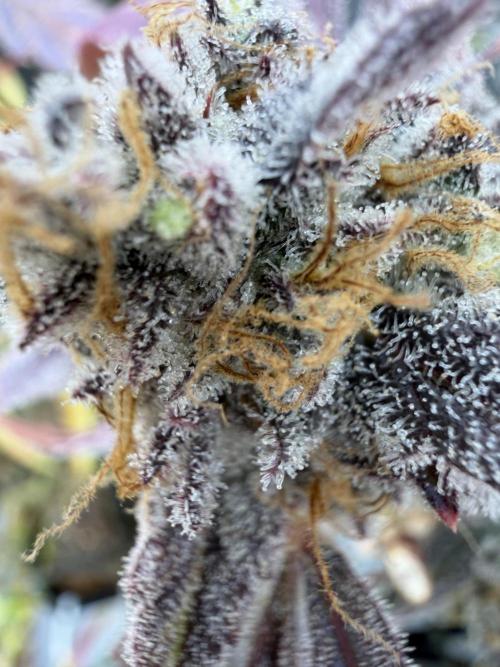 2 Pants 1 Pot - Mephisto. Week 14