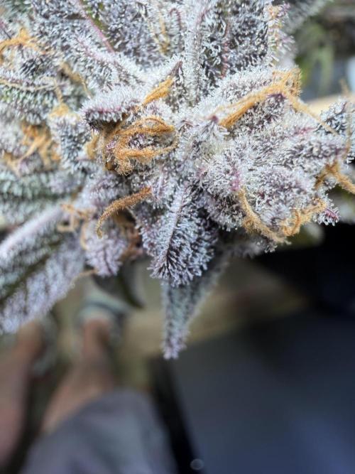 2 Pants 1 Pot - Mephisto. Week 14