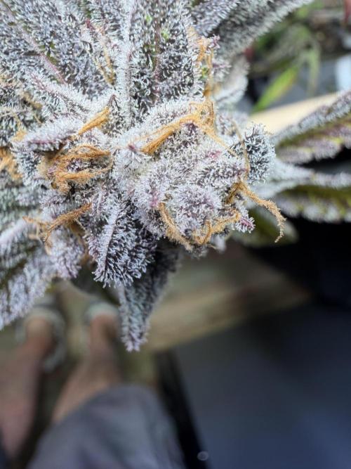 2 Pants 1 Pot - Mephisto. Week 14