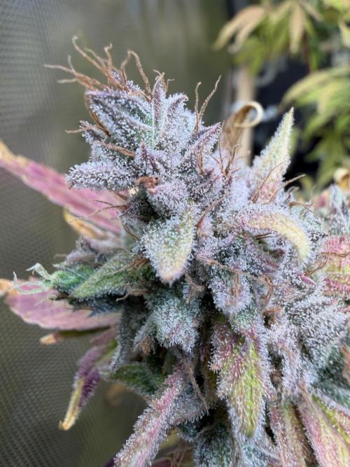 2 Pants 1 Pot - Mephisto. Week 14