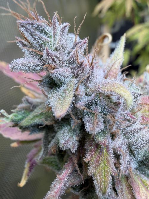 2 Pants 1 Pot - Mephisto. Week 14