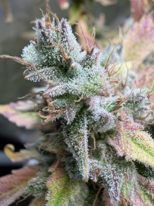 2 Pants 1 Pot - Mephisto. Week 14