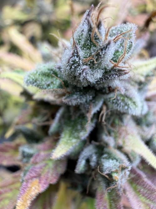 2 Pants 1 Pot - Mephisto. Week 14