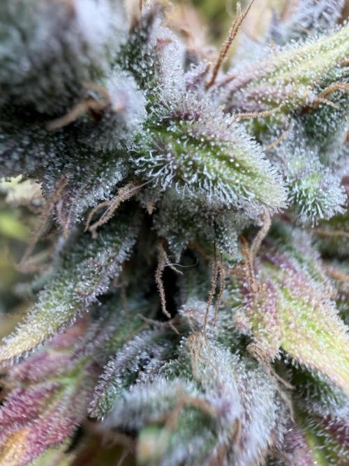 2 Pants 1 Pot - Mephisto. Week 14
