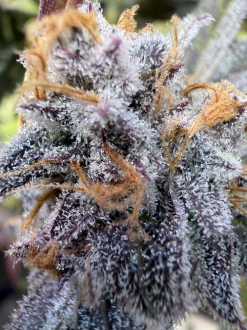 2 Pants 1 Pot - Mephisto. Week 14